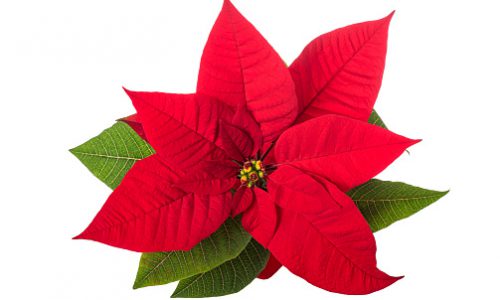 Poinsettia Orders and Decoration Donations